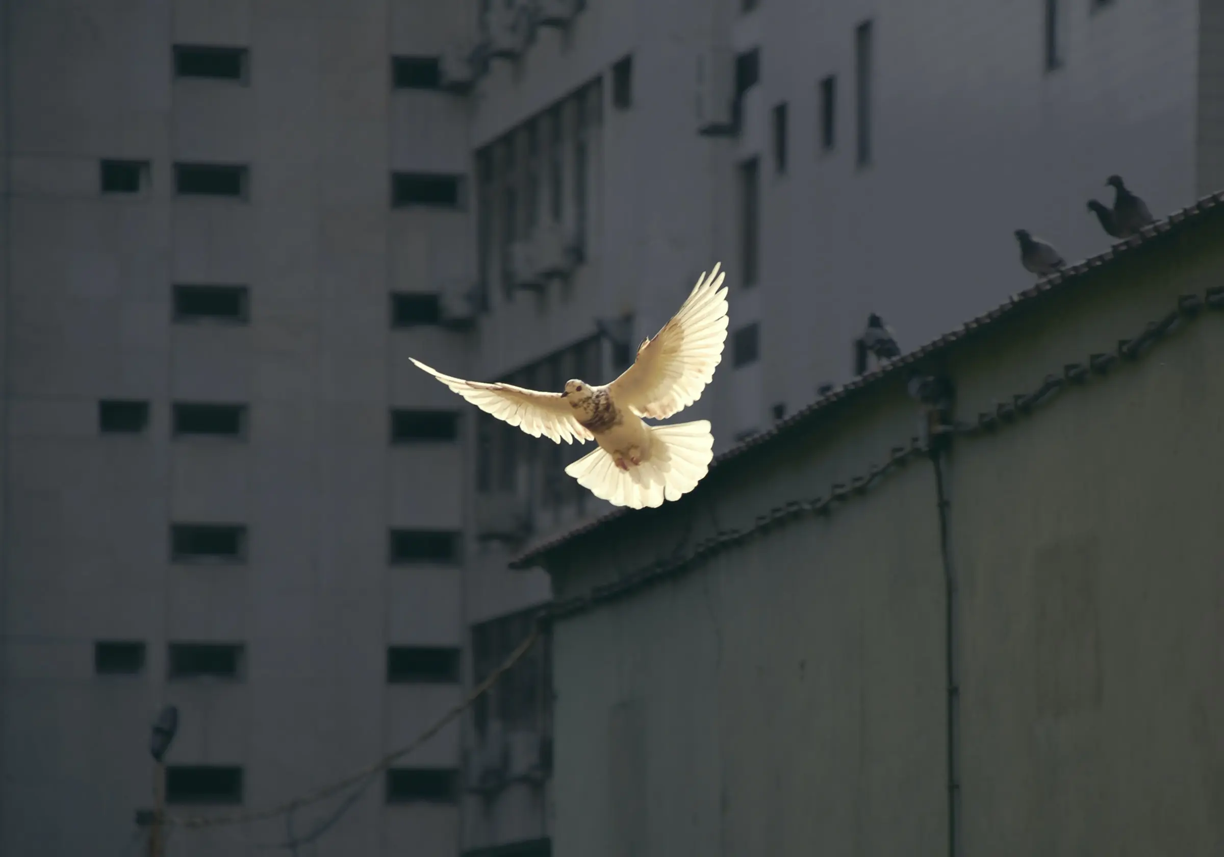 pigeon